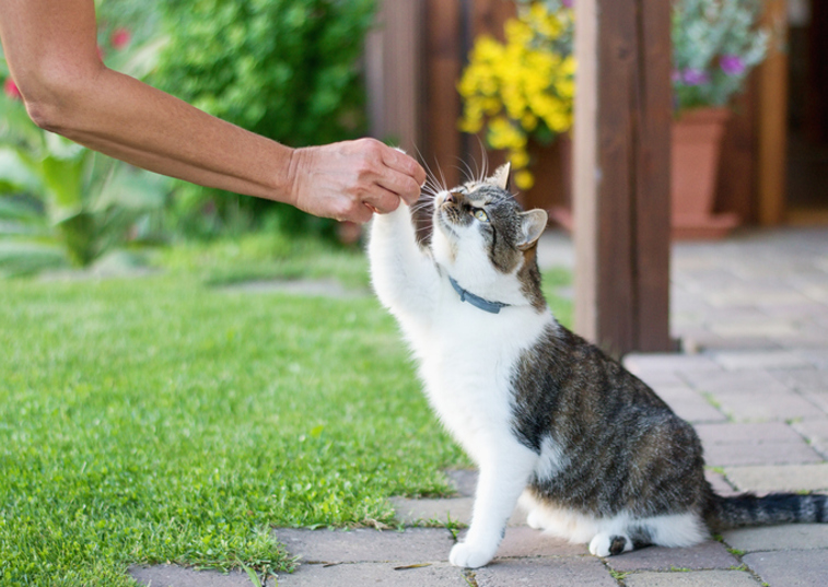 cat paw touching persons hand