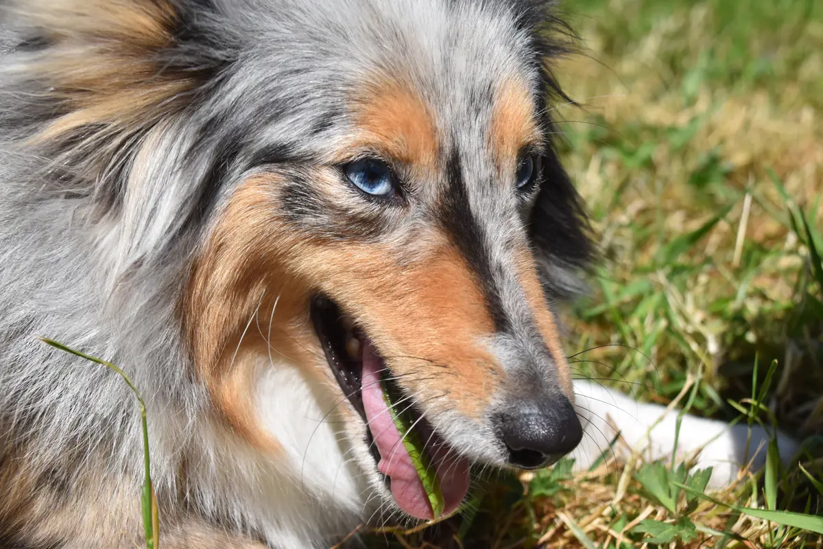 A dog laying in a garden chewing on some grass