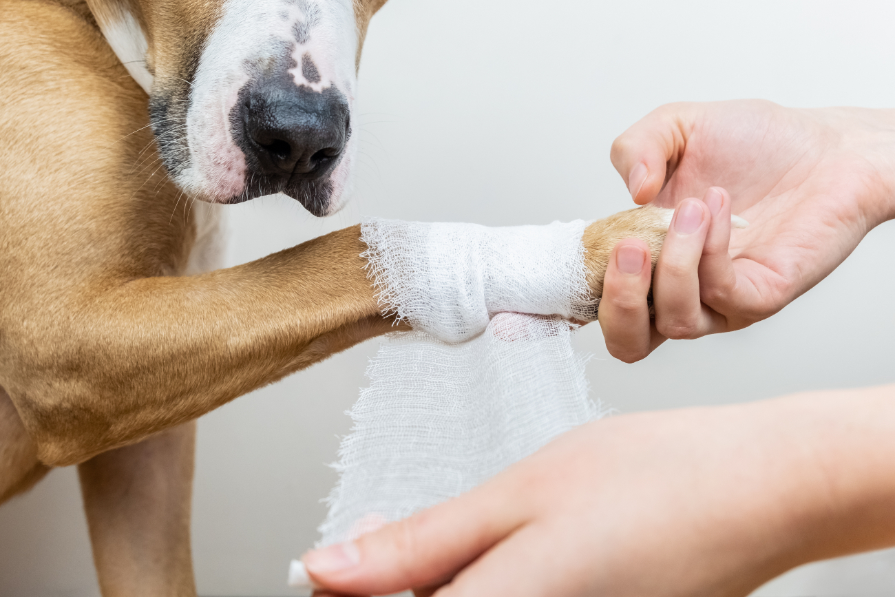 wrapping dogs paw with a bandage