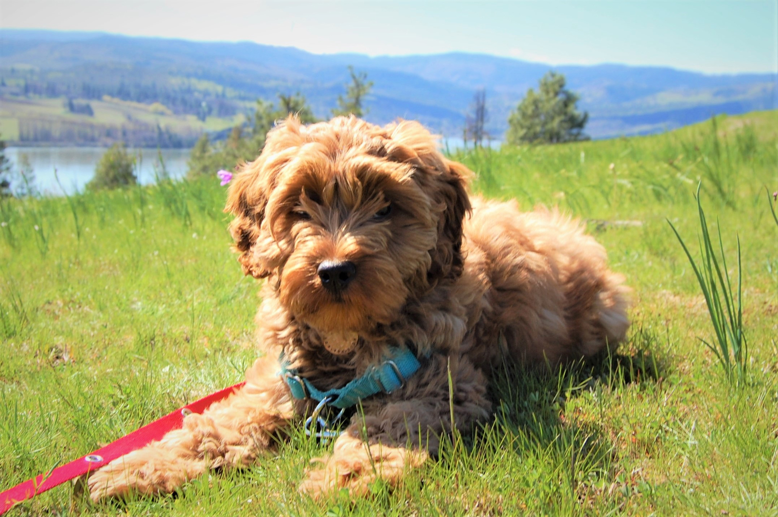 A young labradoodle laying on some grass while out on a walk in a scenic area