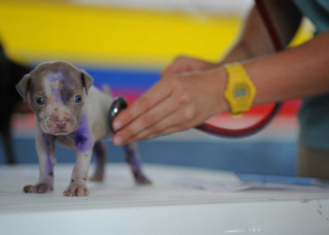 A vet using a stethoscope to check a puppy's heartbeat