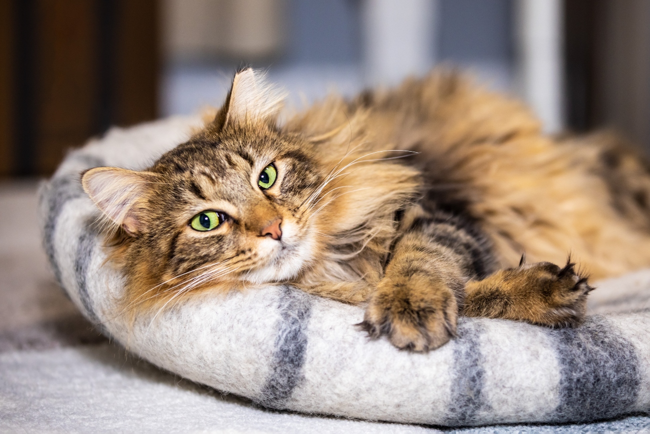 fluffy cat with green eyes lying on a cat bed