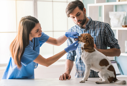 A vet inspecting a dogs mouth on a vets table with the owner watching