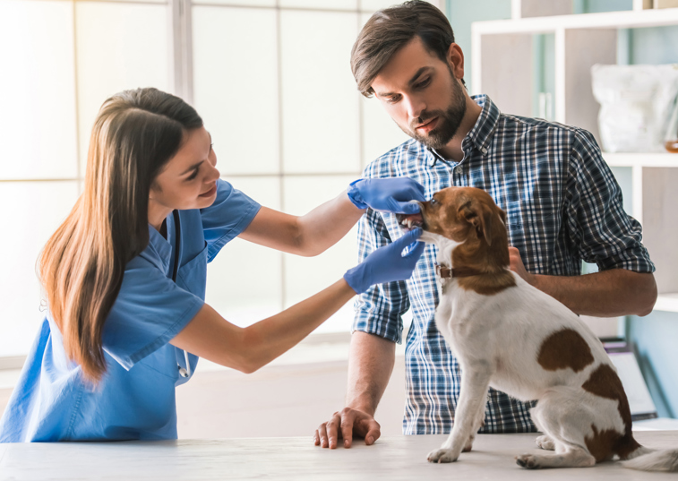 vet checking dog's mouth