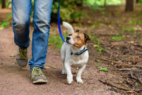 dog peering up at owner when on a walk