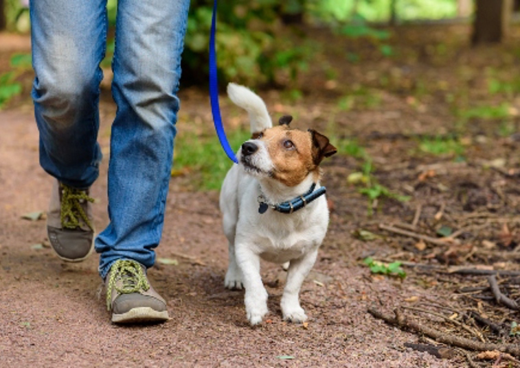 dog peering up at owner when on a walk