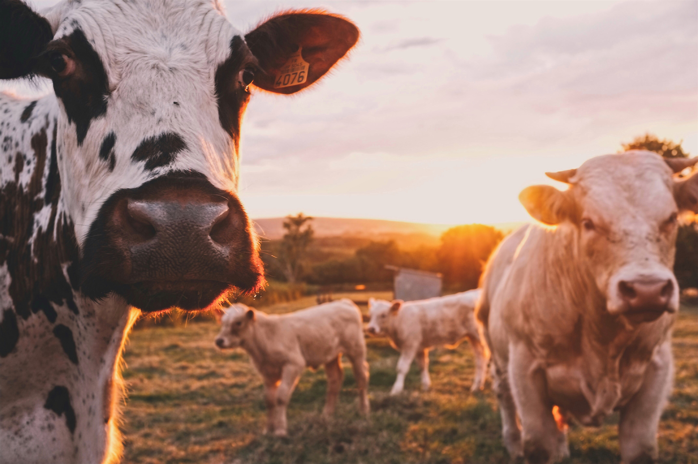 A field with a group of cows grazing and the sun setting behind them