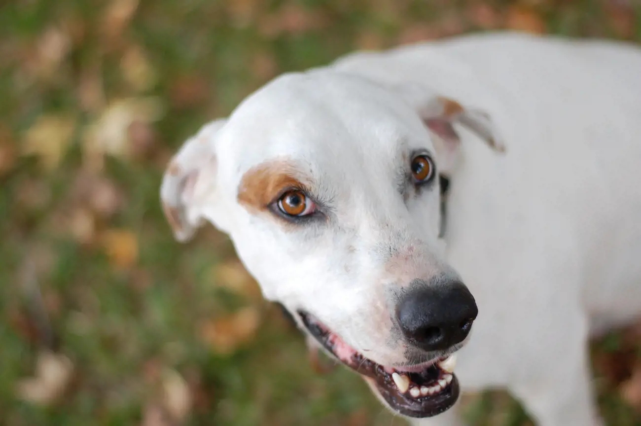 A happy looking dog panting while out on a walk