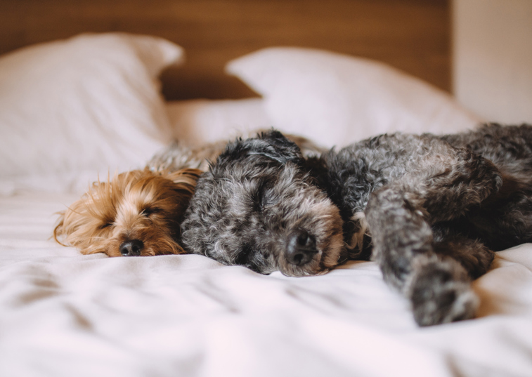 Our recommendations for the best dog friendly hotels in the UK