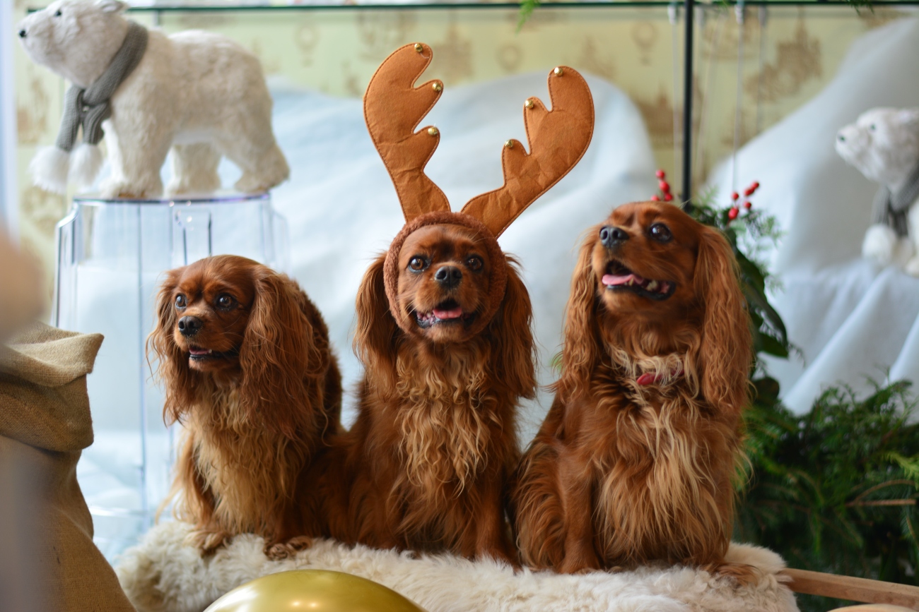 Reindeer King Charles Spaniels