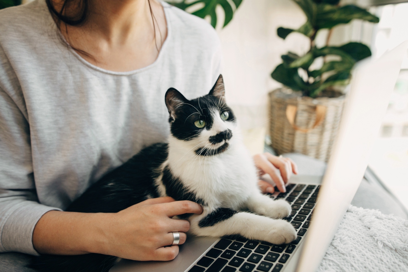 Cat laying on owners laptop