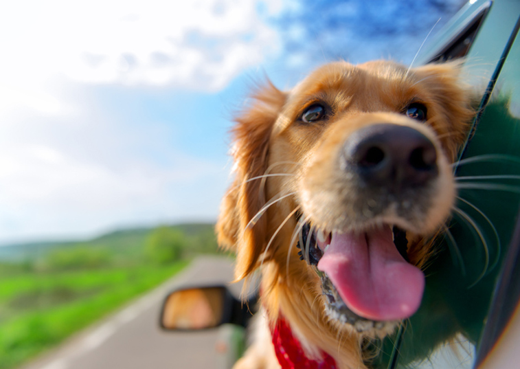 Happy dog in the car