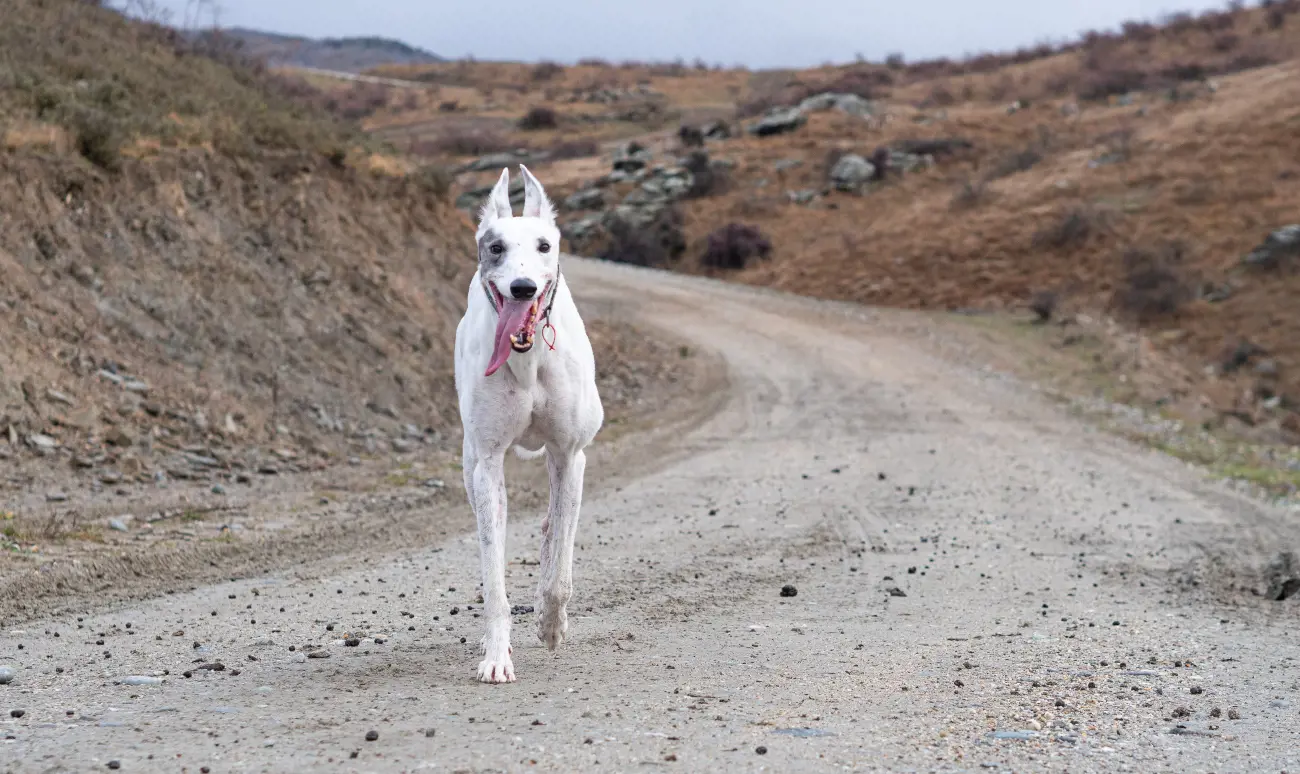 Ear cropping in dogs: What you need to know about this worrying trend