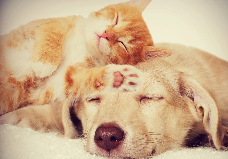 A cat and dog laying down asleep with the cat laying on the dogs back