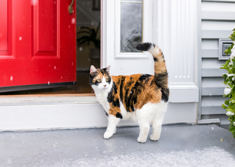 Rare male tortoiseshell cats discovered at two rehoming centres!